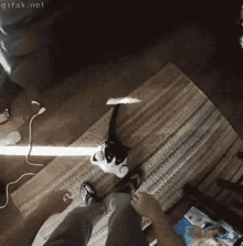 Rise Oh Great One! GIF - Cat Rise Lift GIFs