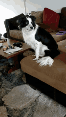 a black and white dog sitting on a couch looking at the camera
