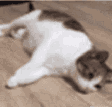 He Died Cat Falling Over GIF - He Died Cat Falling Over Cat GIFs