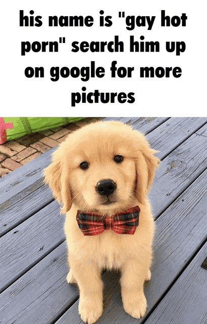 Dog Cute Dog Meme - Dog Cute Dog Gay Hot Porn - Discover & Share GIFs