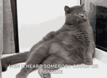 Funny Animals Cat GIF - Funny Animals Cat Shookt GIFs