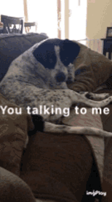 You Talking To Me Dogs GIF