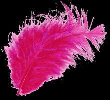 Feathers Glitters GIF - Feathers Glitters Sparkle GIFs