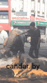 a man petting a lion in front of a carmelo coffe store