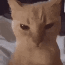 a close up of a cat 's face sitting on a bed .