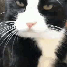Cat Pretty GIF - Cat Pretty Muzzle GIFs