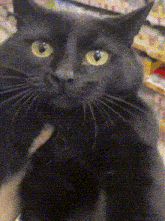 a close up of a black cat with yellow eyes looking at the camera