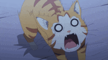 a cat with a surprised look on his face