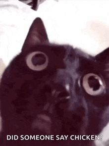 Angry Black Cat Meme GIF - Angry Black Cat Meme GIFs