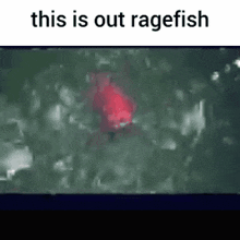 Ragefish Meme GIF - Ragefish Fish Meme GIFs