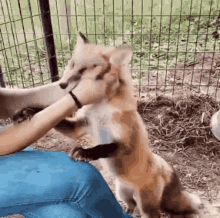 Cuddly Fox GIF - Cuddly Fox GIFs