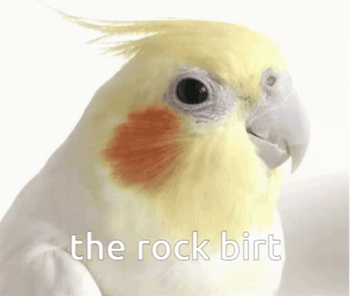 Rock Sus GIF - Rock Sus - Discover & Share GIFs