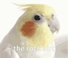 The Rock Sus GIF