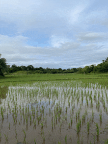 a lush green field with a blue sky and clouds