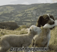 овца овечка животное собака кормить GIF - Sheep Lamb Animal GIFs