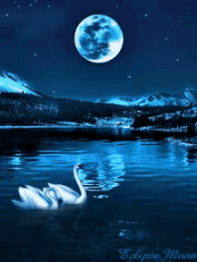 swans lake