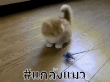 แกล้งแมว หยอก GIF - Teasing Cat Cat Playing GIFs