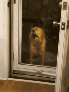 dog licking dog lick teeth door