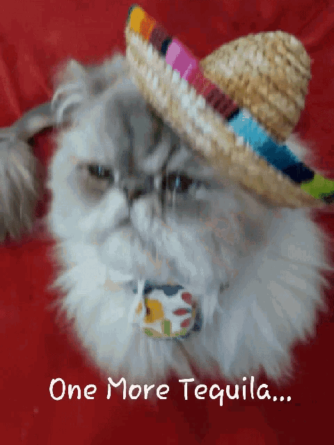 I Don't Always Drink Tequila But When I Do I Wear A Sombrero Cat