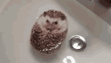 ハリネズミ　はりねずみ　可愛い GIF - Harinezumi Hedgehog GIFs