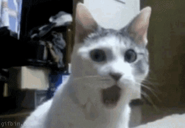 surprised face meme cat