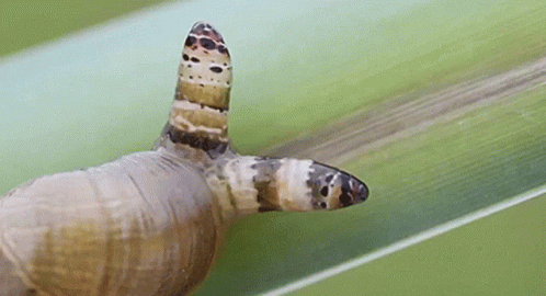 awkward snail