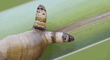 Weird Snail GIF