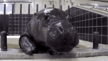 Baby Hippo GIF