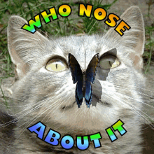 Who Knows Who Is Aware GIF - Who Knows Who Is Aware Cats Nose GIFs