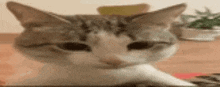 Bruh Cat Cat Meme GIF - Bruh Cat Cat Cat Meme GIFs