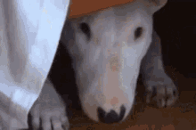 Bull Terrier Dog GIF