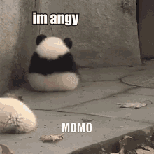 Momo Panda Angy GIF - Momo Panda Angy GIFs