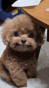 Dog Toy GIF - Dog Toy Poodle GIFs