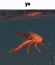 a crab is swimming in the water with a caption that says yo .