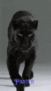 a picture of a black panther with the name panter on the bottom