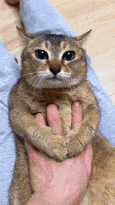 Silly Cat First Thought GIF - Silly Cat Cat First Thought GIFs