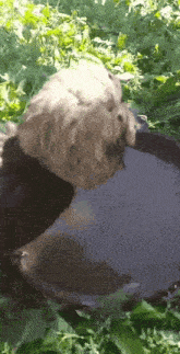 a small dog is drinking water from a bucket