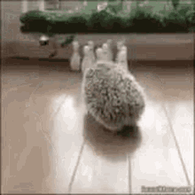 Amazing Hedgehog Play GIF - Amazing Hedgehog Play Pet GIFs