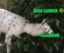 Bush Camper Fortnite Llama Kind Llamakind Game Hello GIF - Bush Camper Fortnite Llama Kind Llamakind Game Hello GIFs