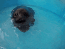 a seal is swimming in a pool of water with its mouth open .