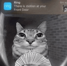 Motion Motion Cat GIF - Motion Motion Cat Motion Meme GIFs