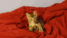 Suetcakes Kitten GIF - Suetcakes Kitten Red GIFs