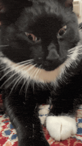 a close up of a black and white cat laying down