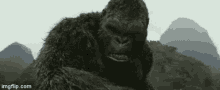 King Kong Monkey GIF - King Kong Monkey Mad GIFs