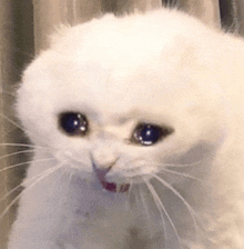 a white cat with a sad look on its face is sitting in front of a curtain .