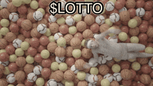 a man is laying in a pile of basketballs with the word lotto written above him