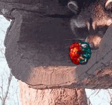 Eldritch Exalted Orb Path Of Exile GIF - Eldritch Exalted Orb Path Of Exile Raccoon GIFs
