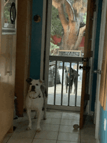 Dogs Waiting GIF - Dogs Waiting Excited GIFs