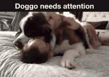 Dog Doggo GIF - Dog Doggo Pupper GIFs