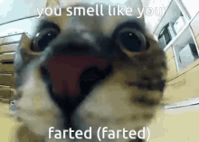 You Smell Like You Farted Farded GIF